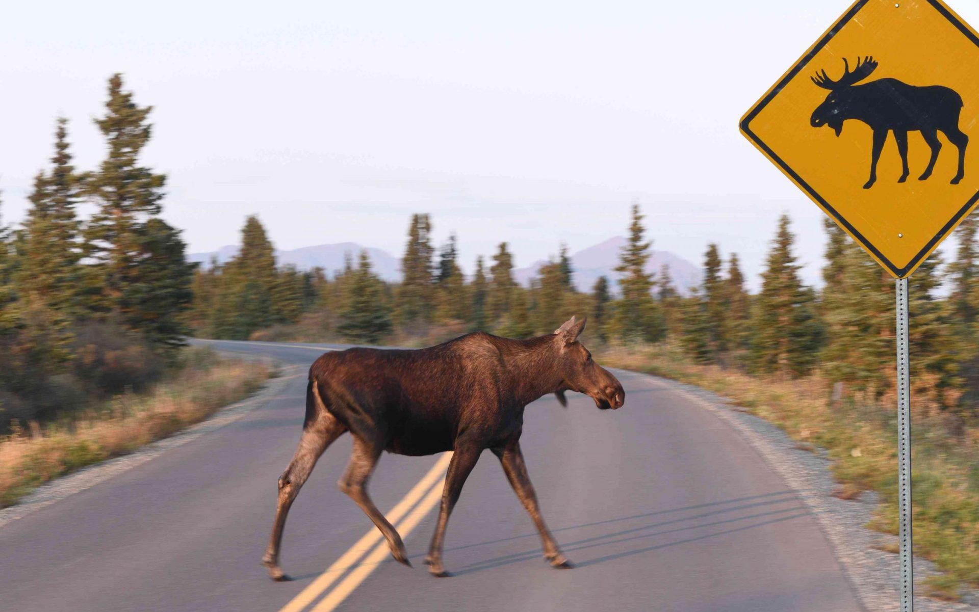 Alce cruzando la carretera en Alaska, EEUU