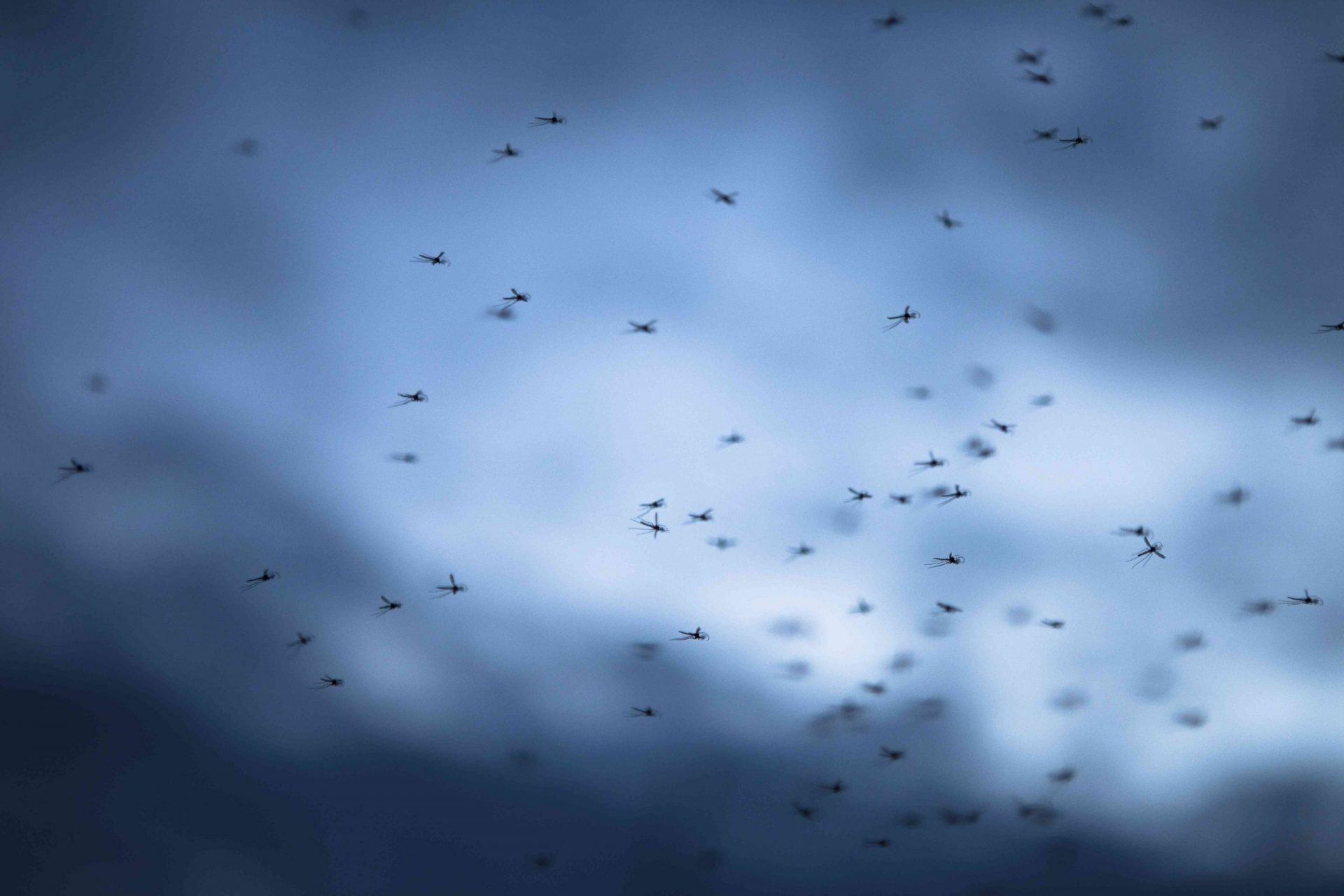 Mosquitos contra el cielo