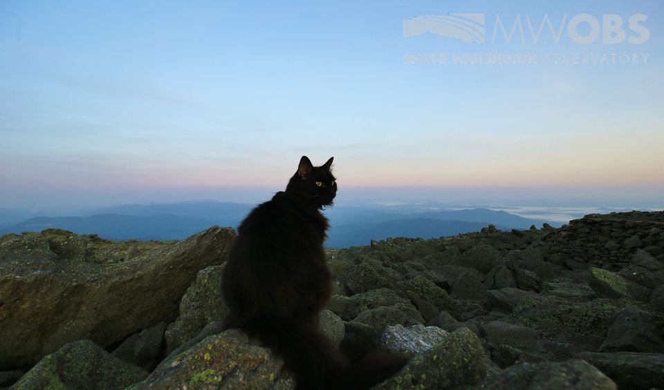 El gato Marty en el observatorio del Monte Washington