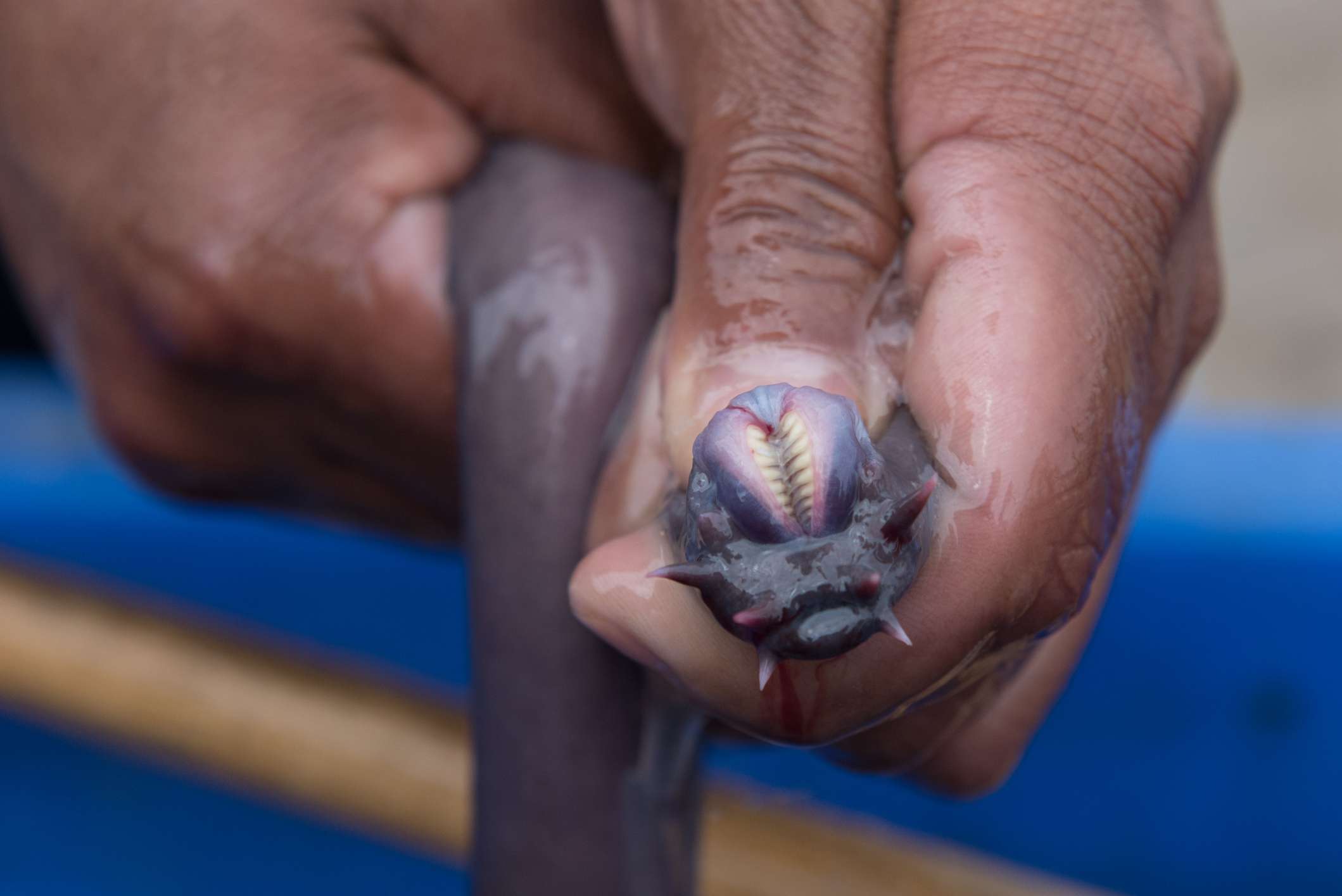 sosteniendo con la mano al pez bruja y mostrando sus pares de dientes
