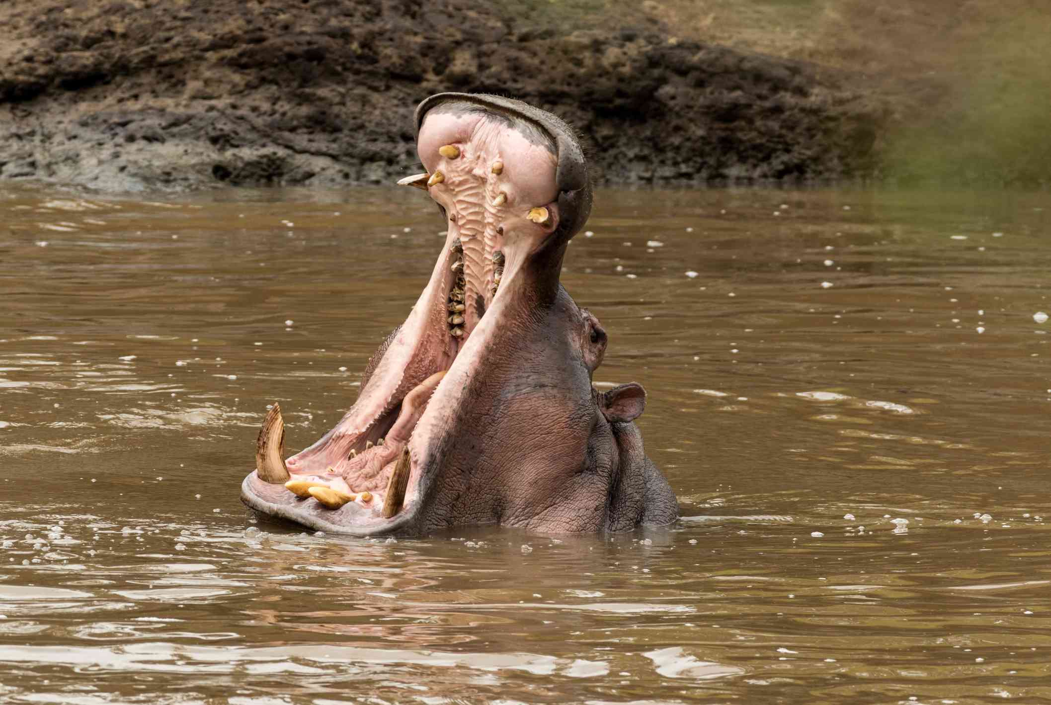 hipopótamo sumergido en agua sucia con la boca abierta