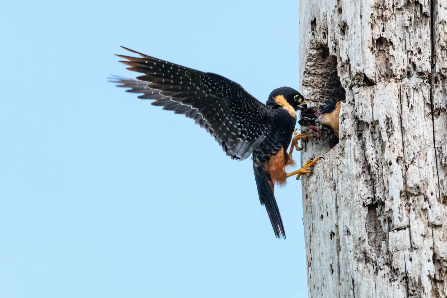 halcón murciélago negro sobre el tronco de un árbol con las alas desplegadas