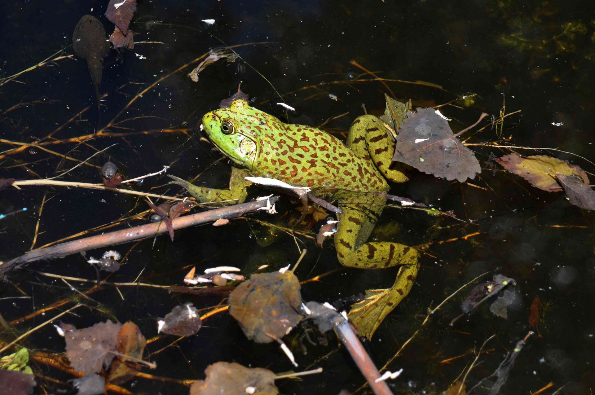 la rana verde con manchas marrones de leopardo nada en un estanque