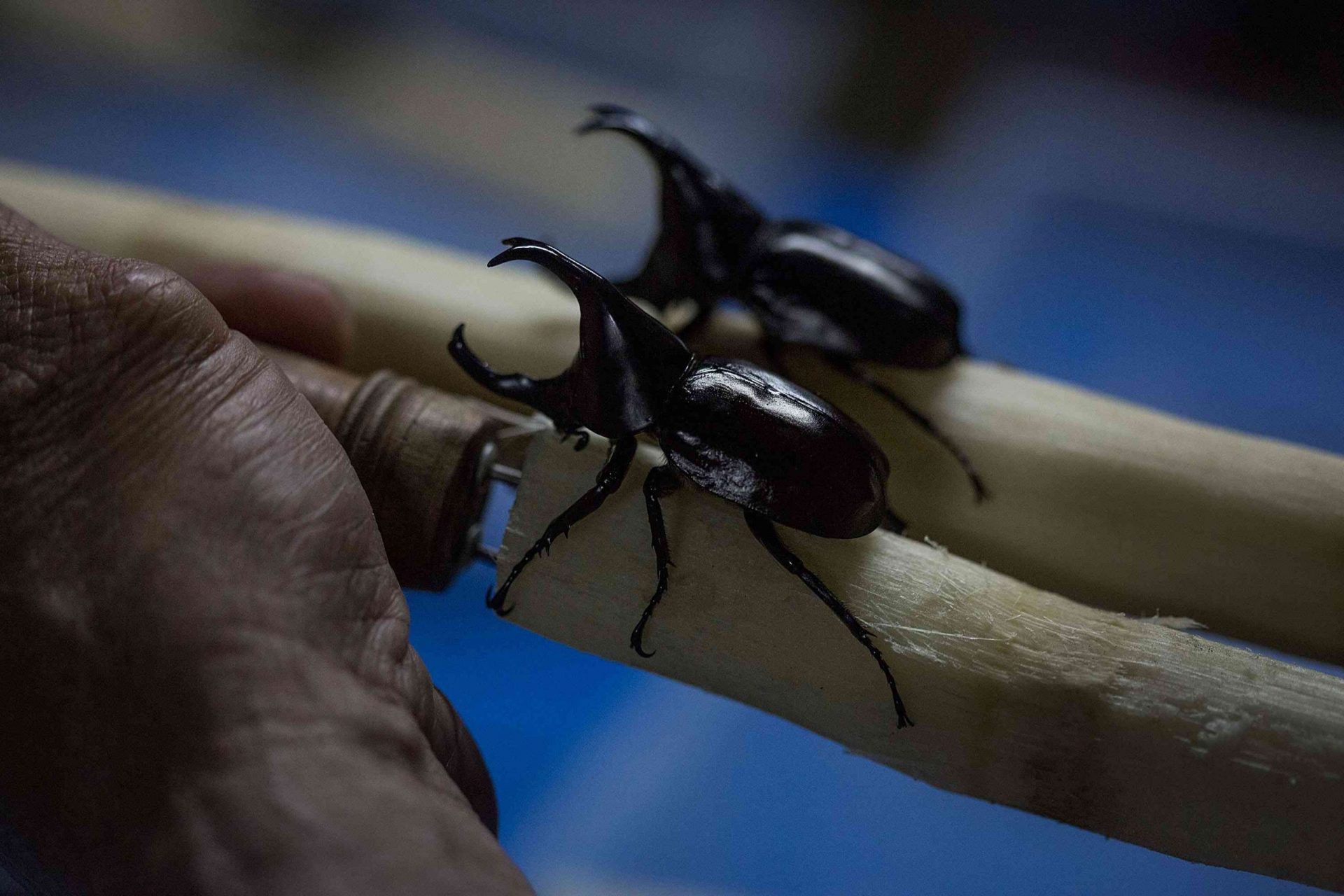 escarabajos rinocerontes negros con grandes cuernos que se arrastran sobre un palo