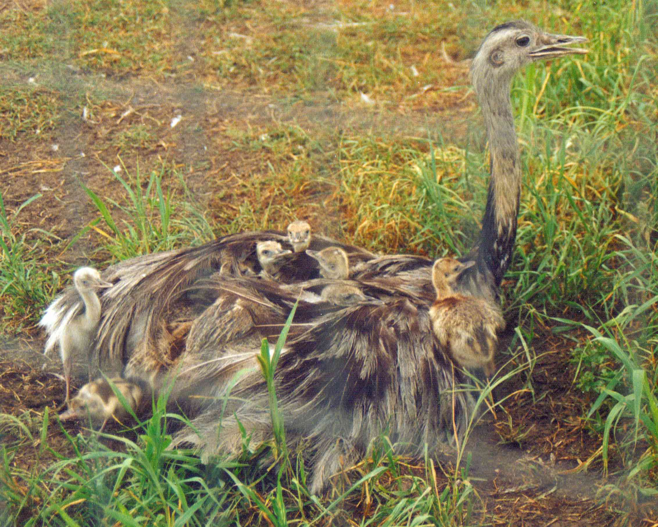 ñandú adulto con crías descansando en sus plumas