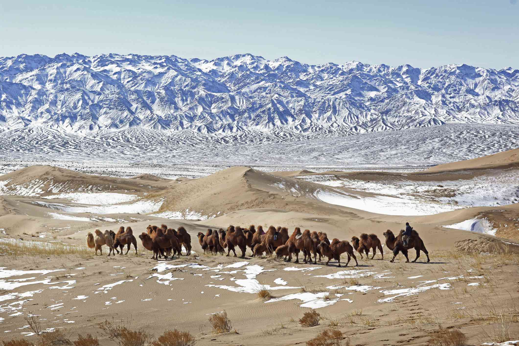 Un nómada acorrala una caravana de camellos en el nevado desierto de Gobi