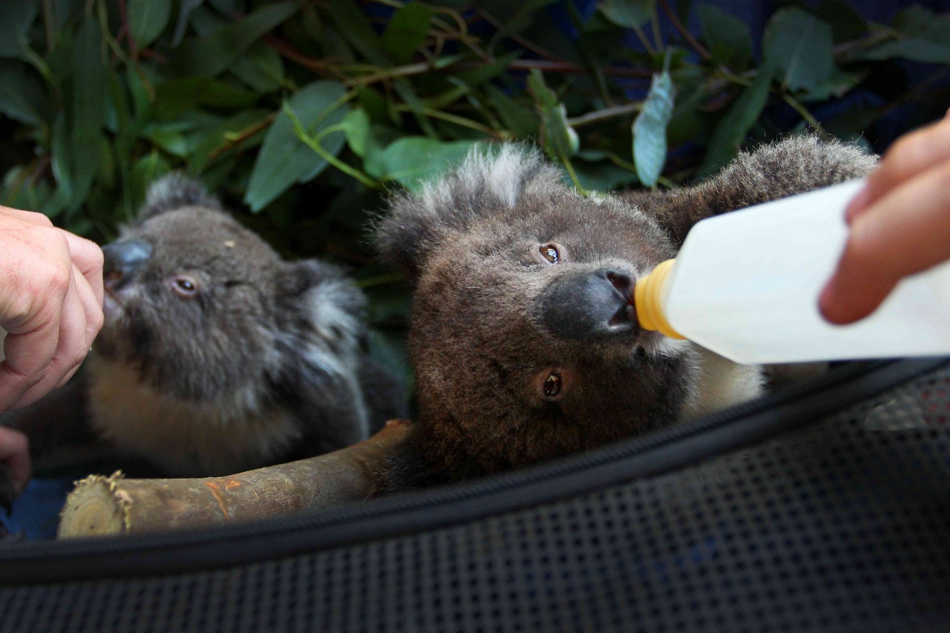 koalas se alimentan con botellas tras los incendios forestales en Australia