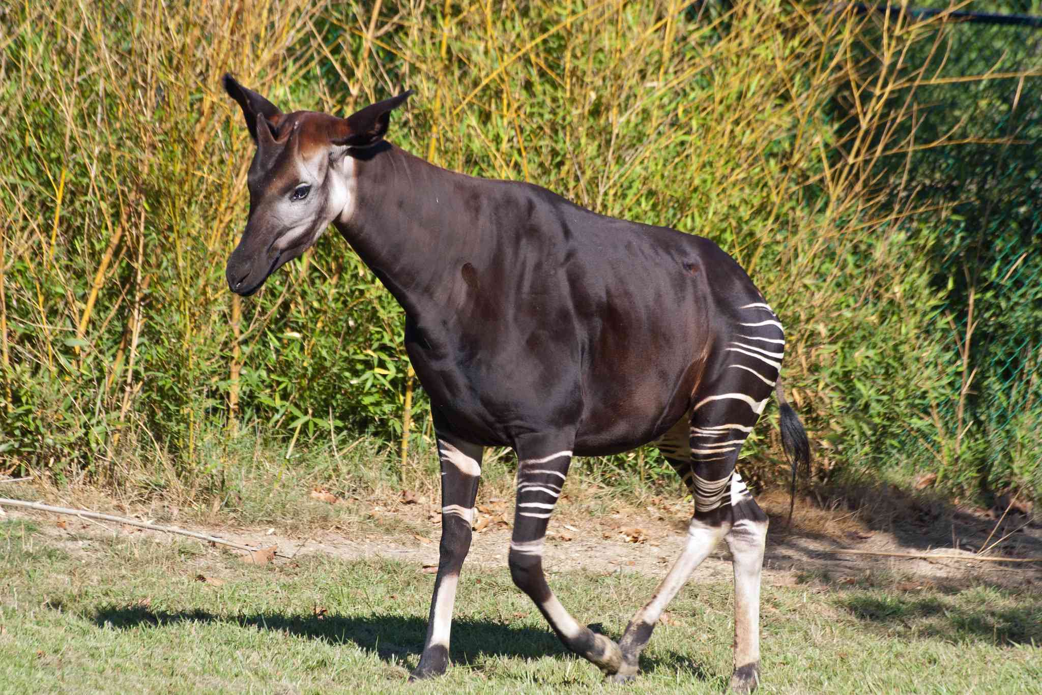 Un okapi marrón y blanco sobre la hierba verde