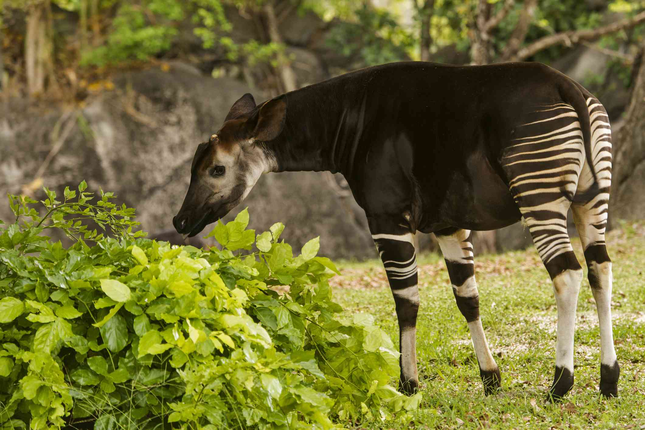 Okapi comiendo hojas