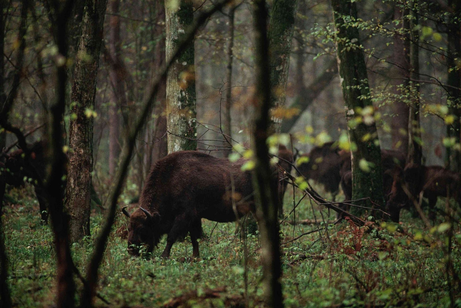 varios bisontes europeos de color marrón oscuro pastando, vistos a través de los árboles