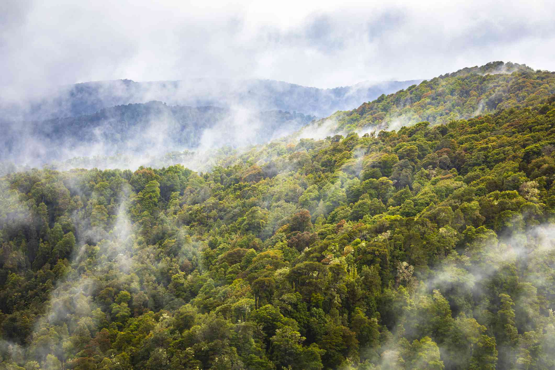 vista aérea que muestra colinas de copas de árboles multicolores y niebla que se eleva