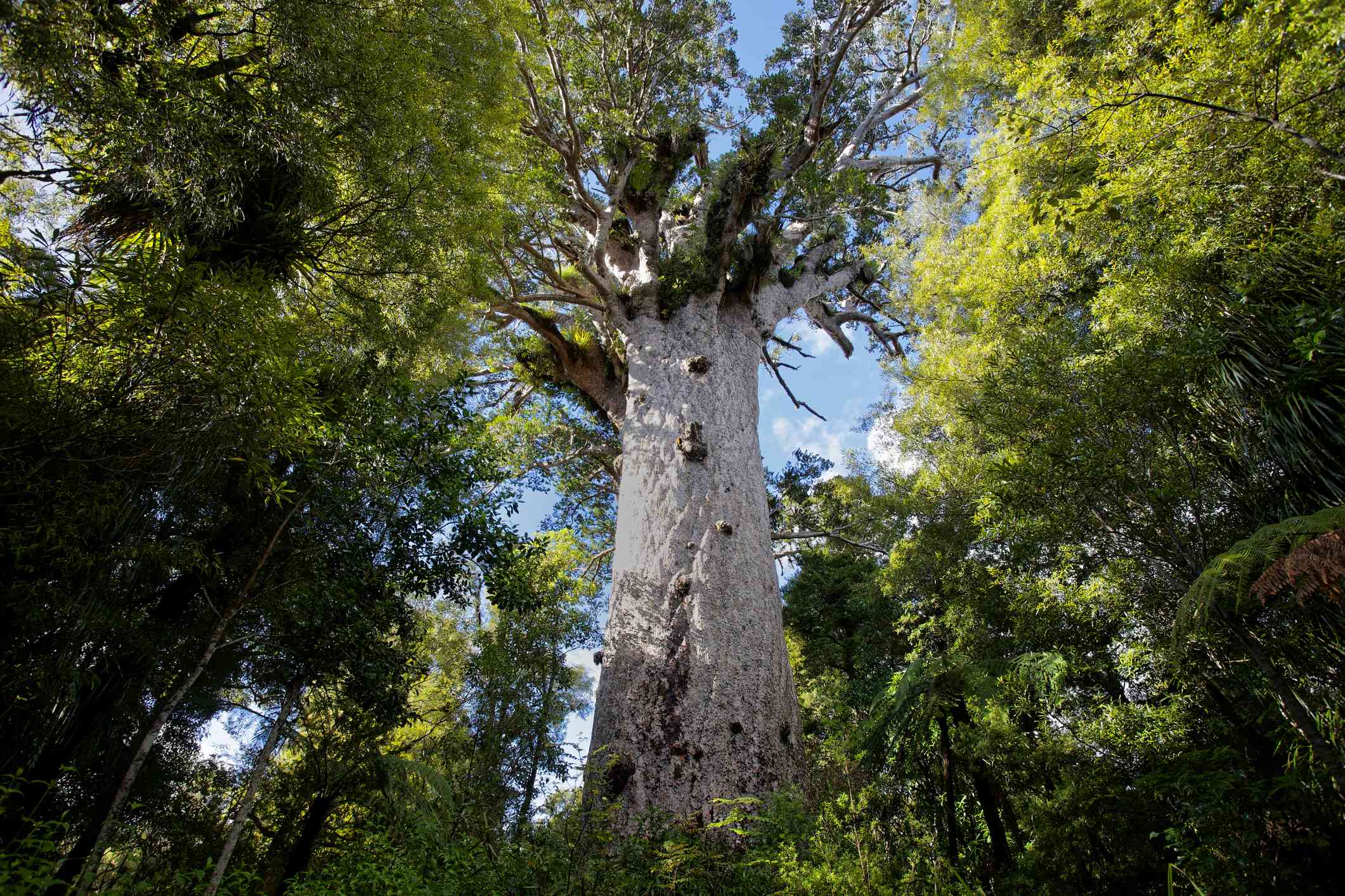 mirando al gigantesco árbol kauri blanco entre árboles verdes más pequeños