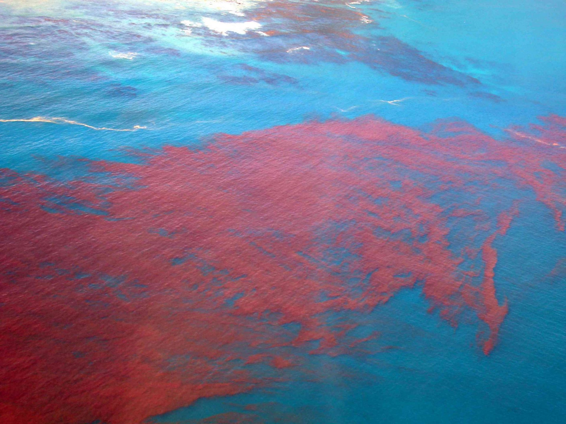 Marea roja en Hermanus
