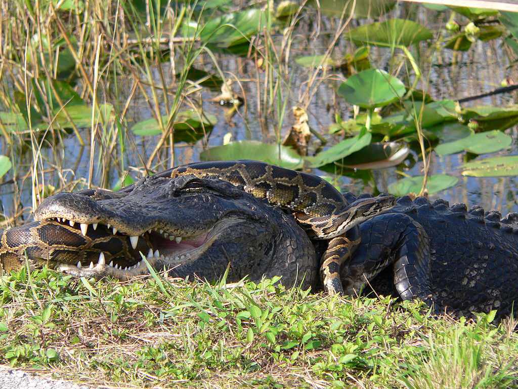 Un caimán americano y una pitón birmana enzarzados en una lucha por prevalecer en el Parque Nacional de los Everglades