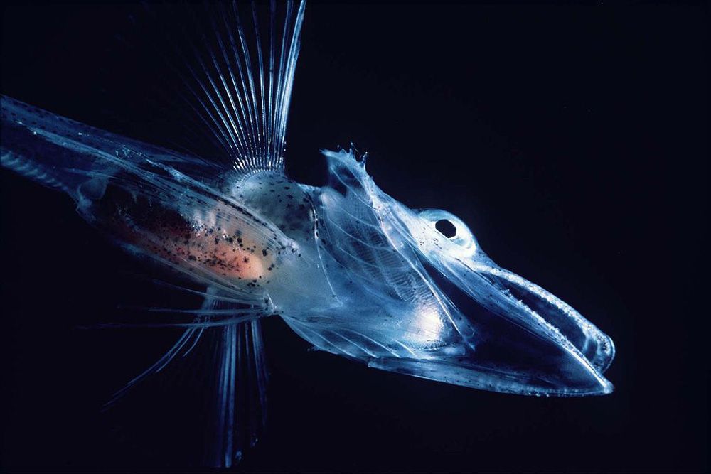 La parte inferior de un pez hielo cocodrilo mostrando su mandíbula y uno de sus ojos