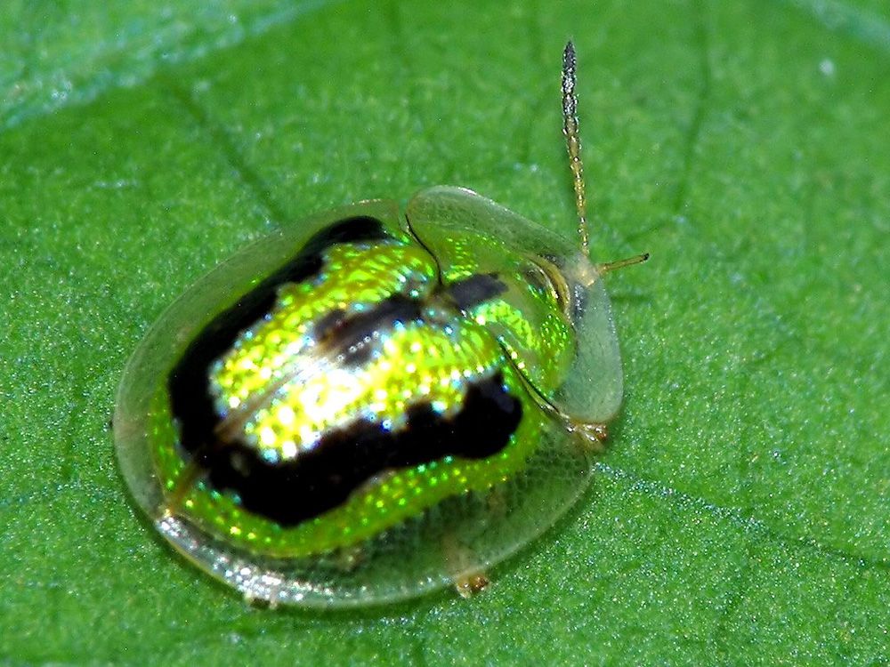 Un escarabajo de concha de tortuga verde lima y negro con un caparazón transparente