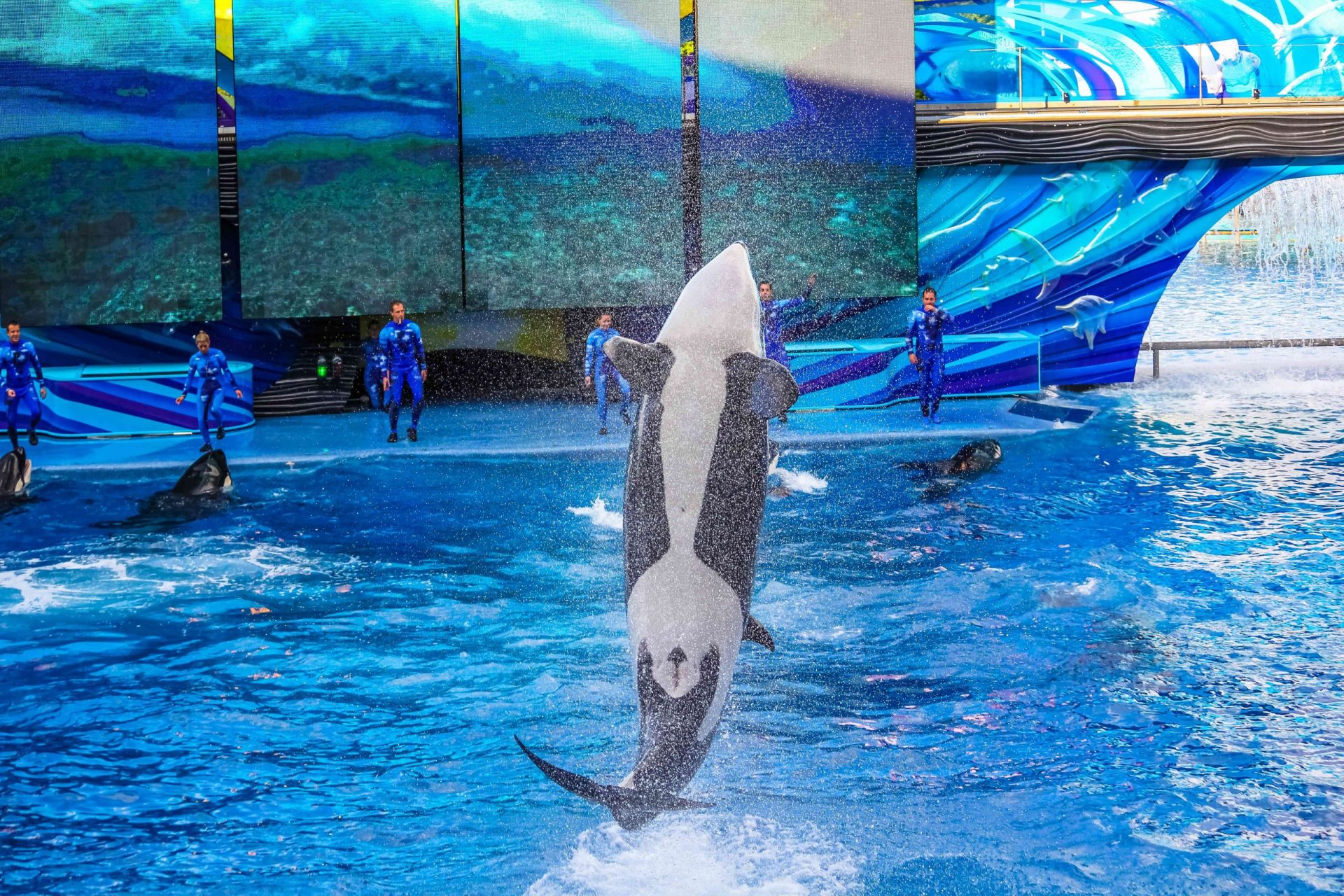 La orca actúa en SeaWorld
