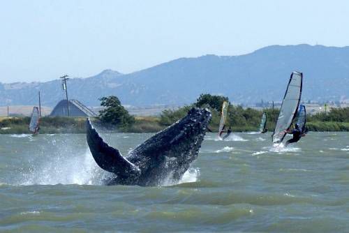 La ballena se abre paso cerca de los windsurfistas