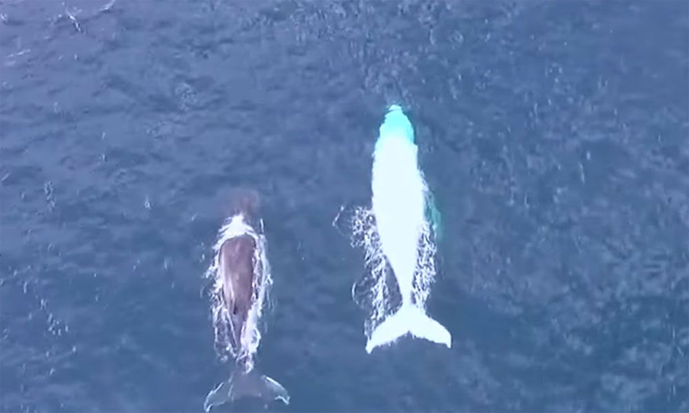 Una ballena blanca nada en mar abierto