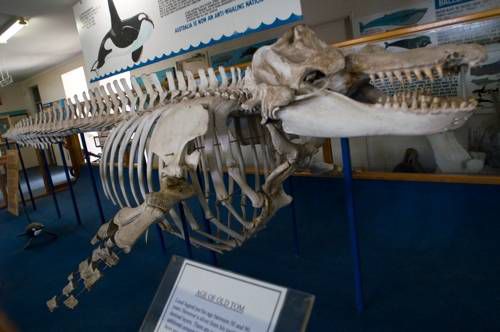 Un esqueleto de ballena en un museo