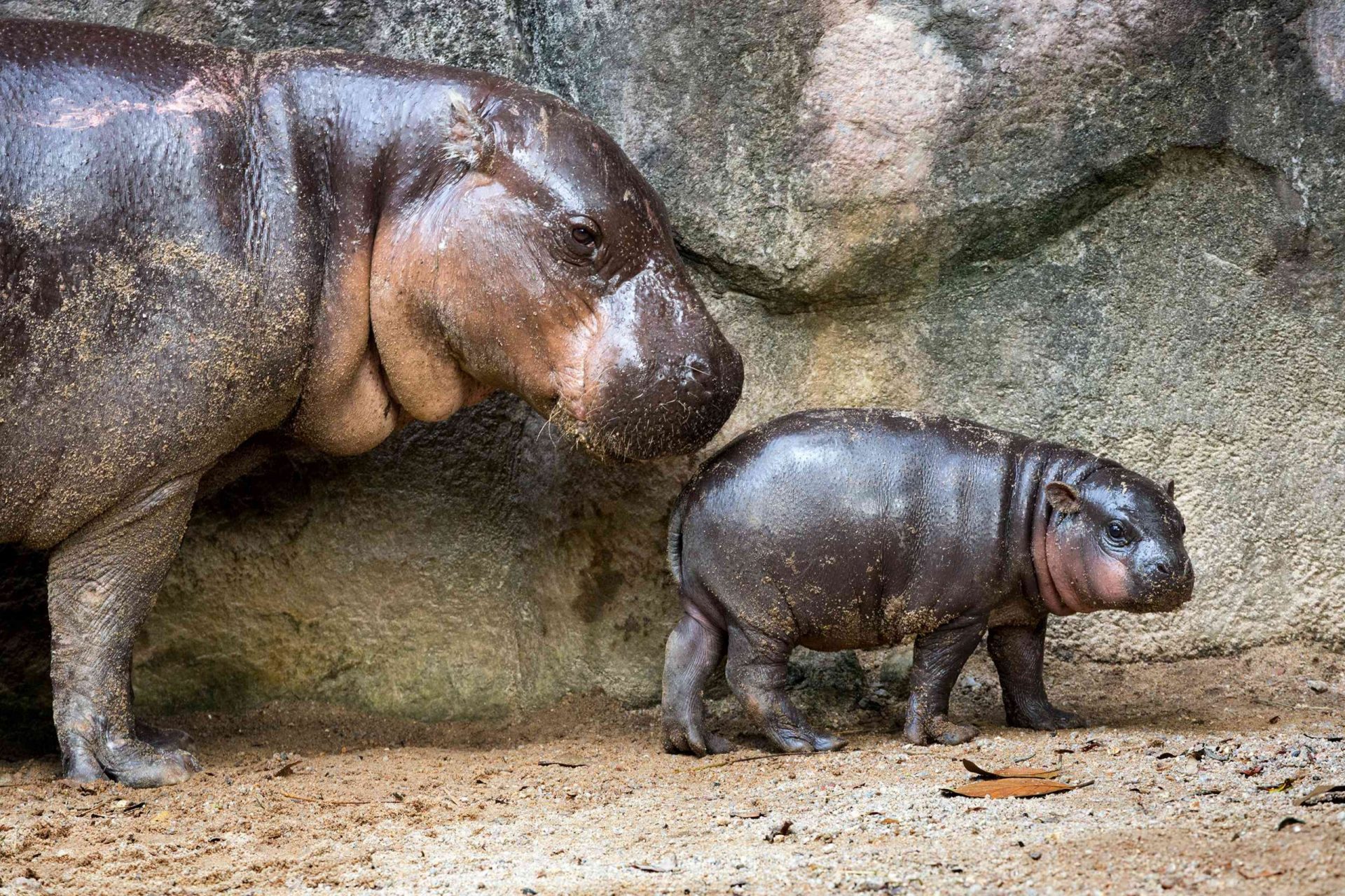 hipopótamo pigmeo pequeño junto a hipopótamo grande