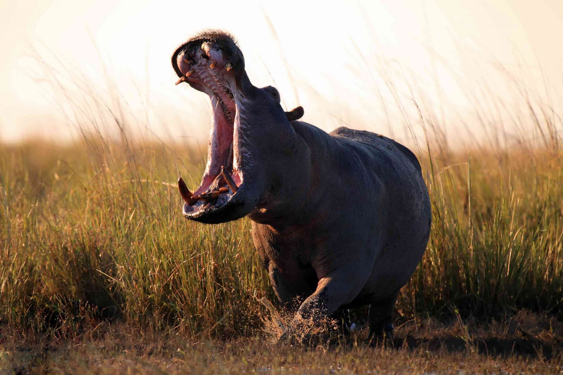 hipopótamo en la pradera con la boca abierta, enseñando los dientes