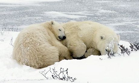 Los osos polares se abrazan mientras duermen