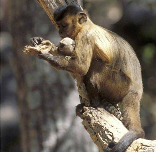 El capuchino alimenta al tití