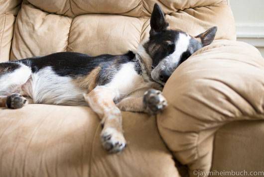 Niner dormido en el sofá tras un largo día de entrenamiento de agilidad urbana