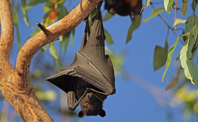 Murciélago zorro volador negro colgado boca abajo en un árbol