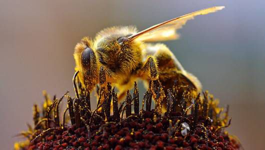 primer plano de abeja recogiendo polen