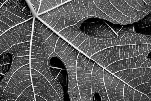 venas de las hojas y fractales