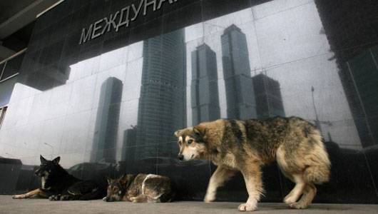 perros callejeros en Moscú