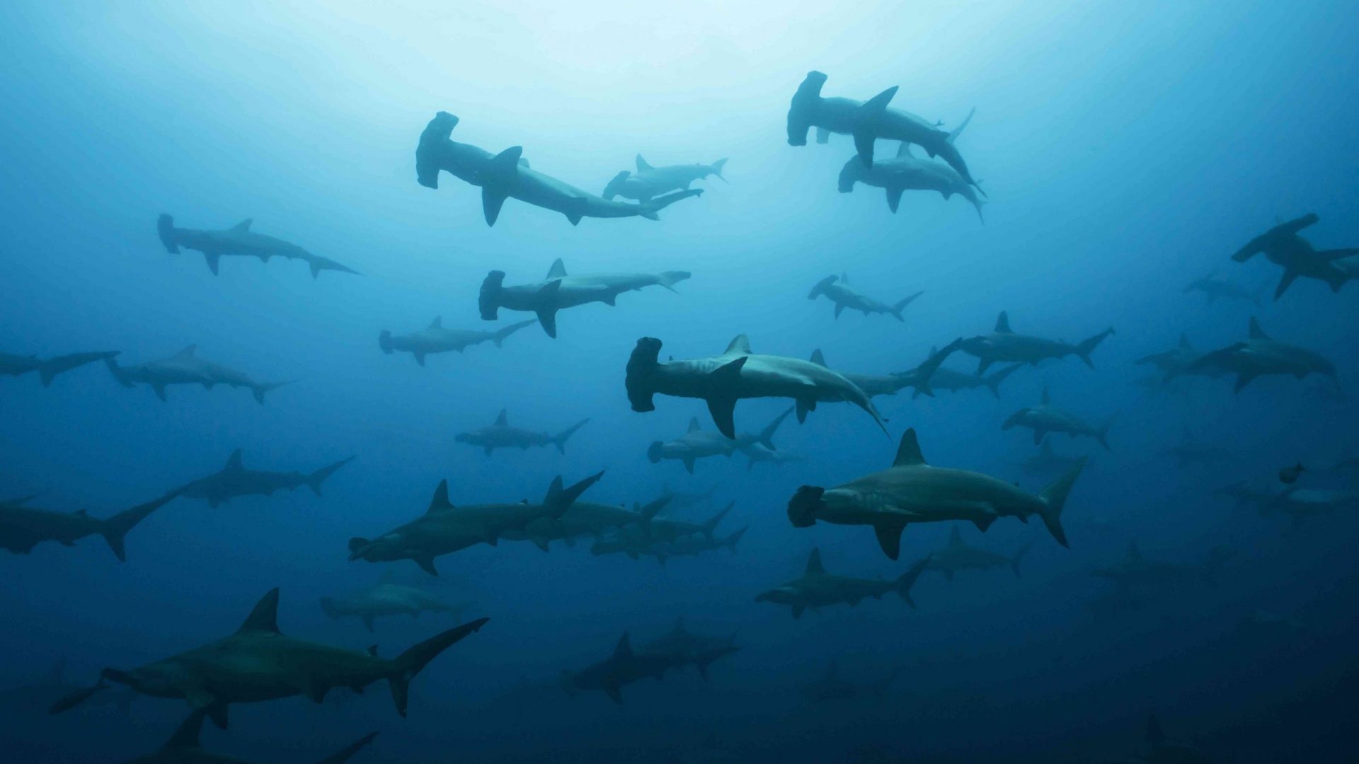 tiburones martillo cerca de las Islas Galápagos