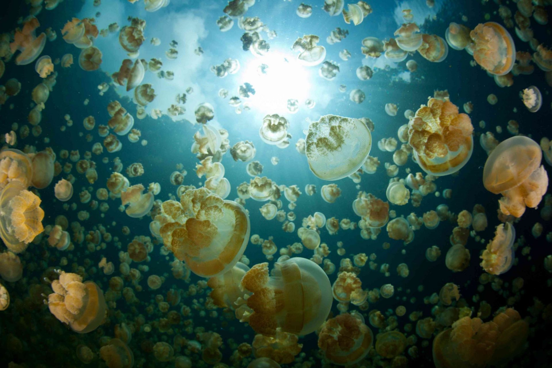 medusa, Mastigias papua etpisonii, en un lago marino de Palau