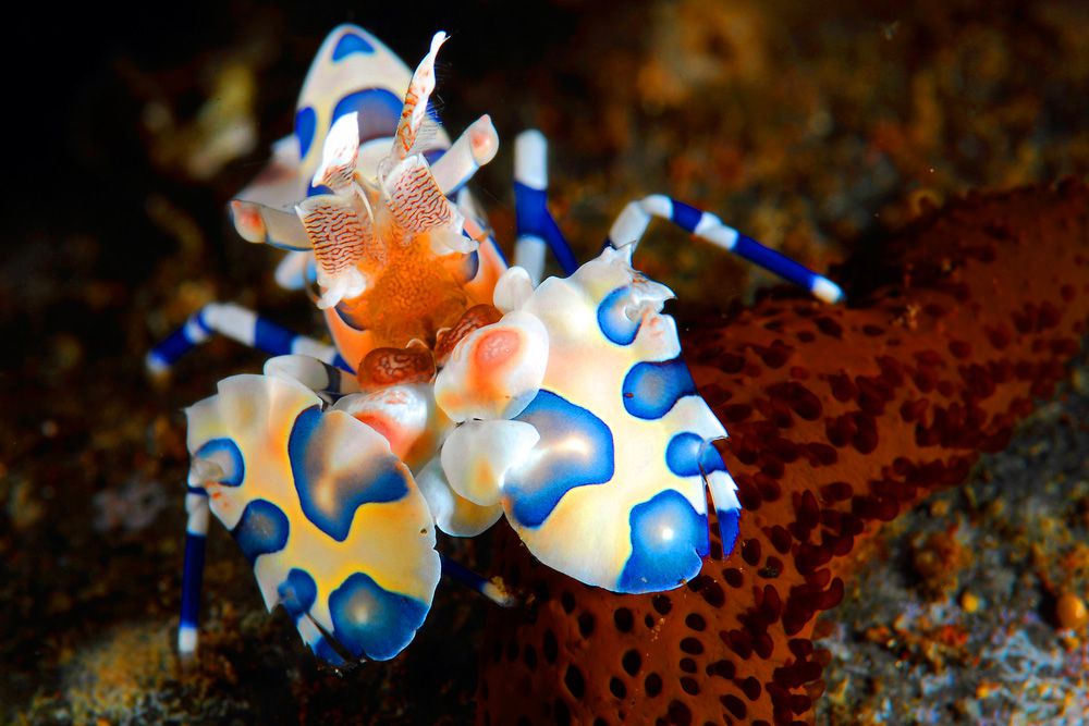 Un camarón arlequín con manchas blancas y azules y cara naranja en un arrecife