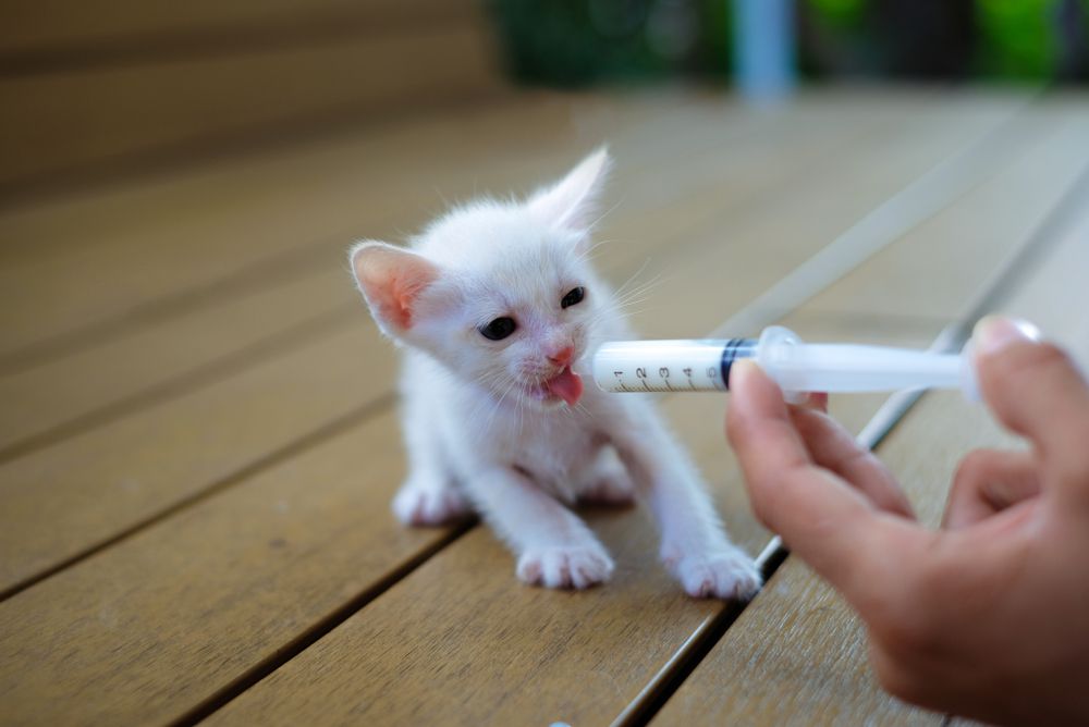 Alimentando a mano a un simpático gatito blanco huérfano con un sustituto de leche en una jeringa