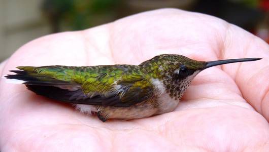 Un colibrí garganta de rubí macho, una cría de primer año de apenas 6-10 semanas, descansa en la mano de la anilladora licenciada Julia Elliott