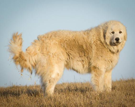 Big Otis, un gran perro de los Pirineos