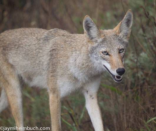 Un coyote en el condado de Marin