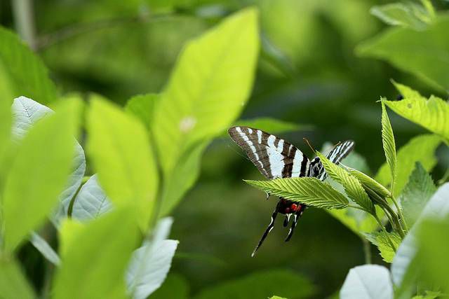 Mariposa cola de golondrina cebra cerca de las hojas del árbol pawpaw