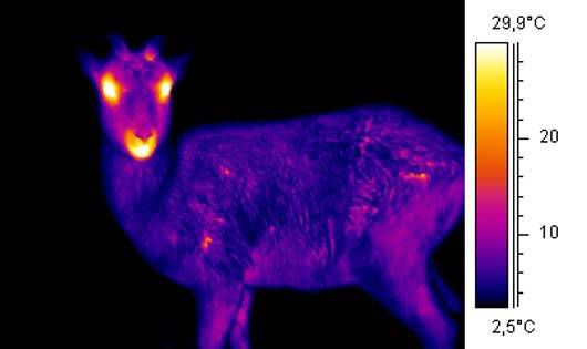 Imagen térmica de un ciervo
