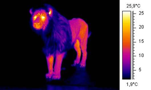 Imagen térmica del león