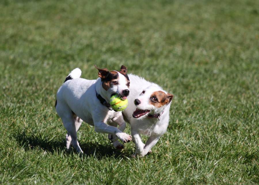 2 jack russell terriers en el parque para perros