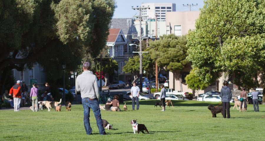 perros y humanos en un parque para perros