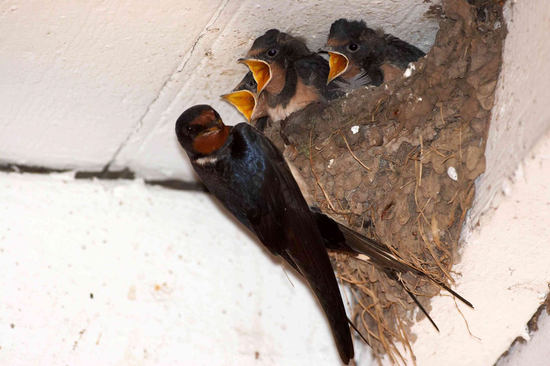 La golondrina común alimenta a las crías en un nido