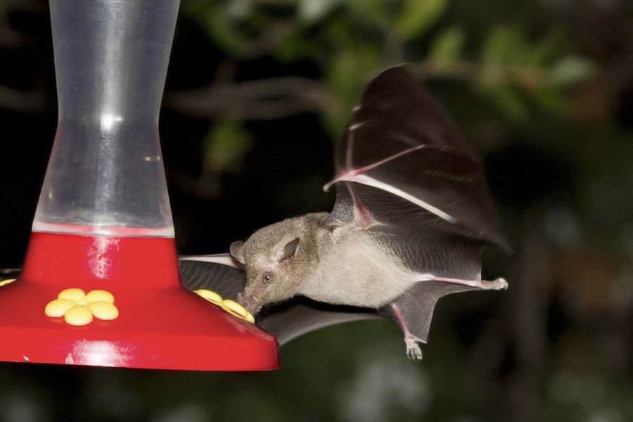un murciélago se alimenta de un alimentador de néctar en Arizona