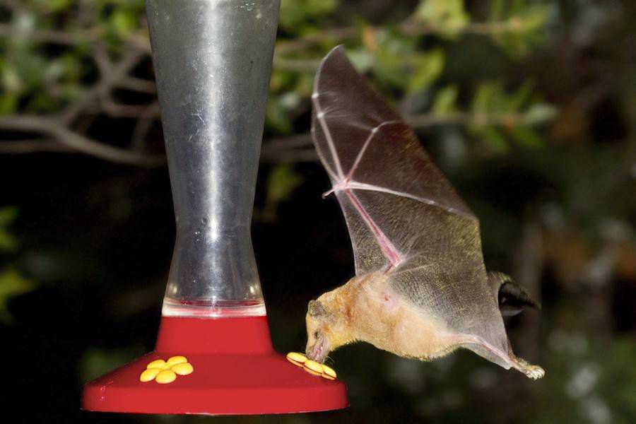 vista lateral de un murciélago en un alimentador de néctar