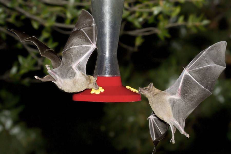 2 murciélagos se alimentan en el comedero de néctar
