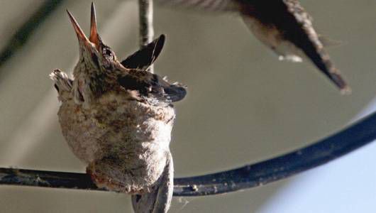 nido de colibrí de pico negro en un conducto eléctrico